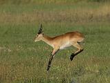 Africa 234 : Africa, Animal, Botswana, Mammal, Mombo, Okavango, Red Lechwe